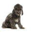 A beautiful, little bedlington terrier puppy sitting neatly