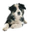 A health maturing border collie puppy