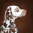 A close up of a dalmatian's wonderful, soft, spotted coat