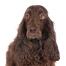 A GorGeous field spaniel with adorable eyes