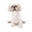 A little white lhasa apso with a short trimmed coat and big bushy ears