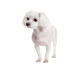 A lovely, little maltese, showing off it's short white coat and floppy ears