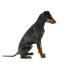A manchester terrier with a wonderful, short black coat and beautiful long tail