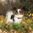 A plucky papillon with a lovely fluffy coat