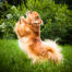 An excited, little pekingese with a beautifully groomed coat