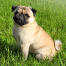 A beautiful, little pug puppy sitting neatly on the grass