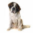 A great big adult saint bernard sitting, awaiting commands