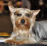 A beautifully groomed silky terrier showing off it's pointed ears