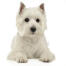 A mature west highland terrier lying neatly on the floor