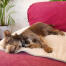 Use the dog blanket on sofas, beds or car seats to protect furniture from pet hair and dirty paws.