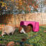Two guinea pigs, one brown and one white in a walk in run Going in to a pink shelter