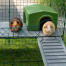 Guinea pigs will love looking out from the elevated position the Zippi Platforms provide.