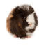 A wonderful little fluffy abyssinian guinea pig