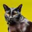 Mandalay cat close up against a yellow background