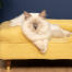 Cute white fluffy cat sitting on mellow yellow memory foam cat bolster bed with brass cap feet