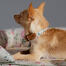 A close up of a chihuahua wearing the small morning meadow dog collar