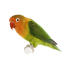 A peach faced parakeet's incredible peach coloured face and green wings