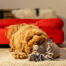 A dog playing with the richie the reindeer dog toy by rosewood A dog playing with the richie the reindeer dog toy by rosewood