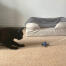 Black cat playing with starfish cat toy Black cat playing with starfish cat toy