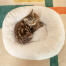 Georgie the kitten, weighing just over 1kg, loves the donut cushioning of the Maya cat bed.