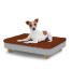 Dog sitting on a small Topology dog bed with microfiber topper and wooden round feet