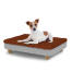 Dog sitting on a small Topology dog bed with microfiber topper and wooden round feet Dog sitting on a small Topology dog bed with microfiber topper and wooden round feet
