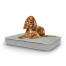 Dog sitting on medium Topology dog bed with quilted topper Dog sitting on medium Topology dog bed with quilted topper