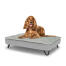 Dog sitting on a medium Topology dog bed with quilted topper and black metal hairpin feet Dog sitting on a medium Topology dog bed with quilted topper and black metal hairpin feet
