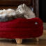 Cat sitting on red rouge Omlet donut cat bed