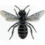 Blue mason - osmia caerulescens