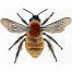 Bumblebee brown-banded carder bombus humilis