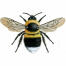 Bumblebee - garden - bombus hortorum