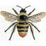 Bumblebee - shrill carder - bombus sylvarum