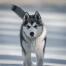 Canadian eskimo dog trotting through the Snow