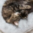 Cat test Cat test