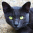 A blue korat with bright yellow eyes