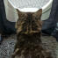 Cat inside of Maya cat litter box furniture getting privacy