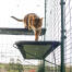 cat standing on blue outdoor cat shelf in catio outdoor run with drainage holes visible