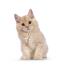 Cute ginger cymric kitten against a white background