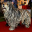 A healthy adult bergamasco's distinctive corded coat