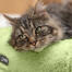 Cat test Cat test