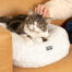 Cat lying on comfortable round snowball white donut cat bed