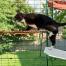 Cat climbing onto red outdoor cat shelf in Omlet catio Cat climbing onto red outdoor cat shelf in Omlet catio