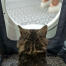 Cat sitting in Maya cat litter box furniture getting privacy