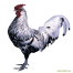 Silver spangled male