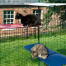 One cat sitting on red outdoor cat shelf and the other sitting on a blue outdoor cat shelf in Omlet catio One cat sitting on red outdoor cat shelf and the other sitting on a blue outdoor cat shelf in Omlet catio