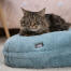 Cat test Cat test