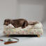 A cocker spaniel resting on top of the memory foam bolster bed morning meadow