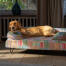A retriever resting on top of the pawsteps electric bolster dog bed