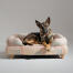 A german shepherd resting in the pawsteps natural bolster dog bed